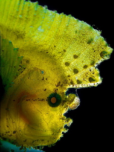 "Leaf Fish"
 
Backlit. by Henry Jager 